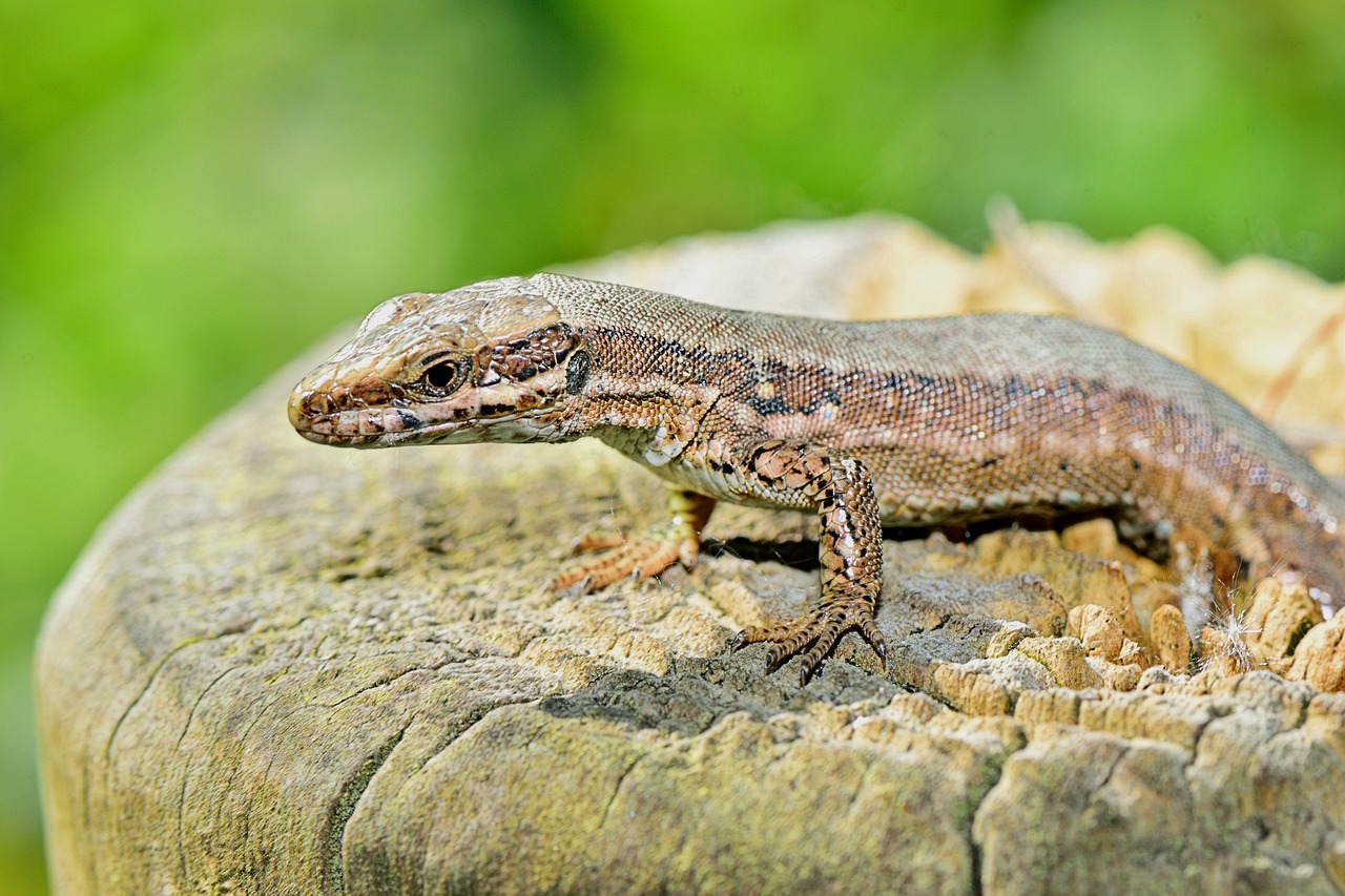 Image - nature lizard grass reptile