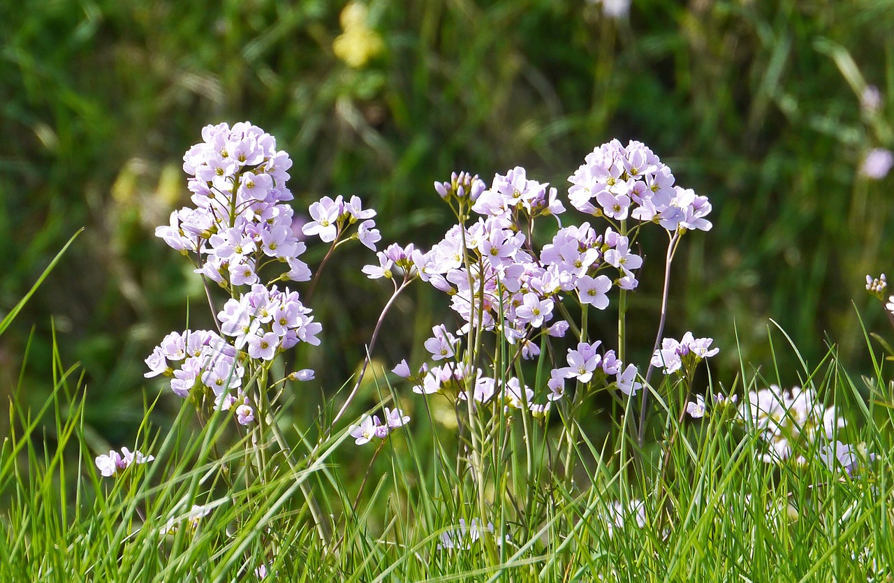 Image - smock inflorescence spring grass