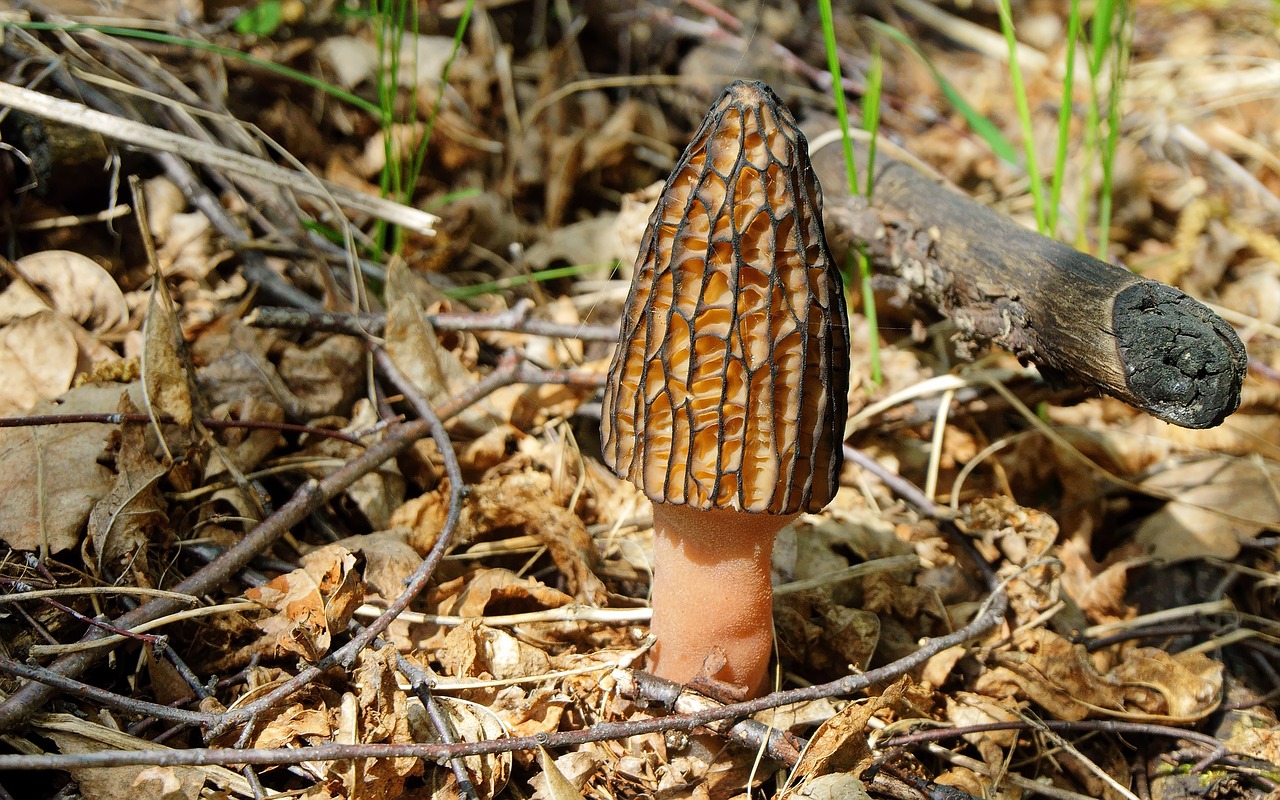 Image - mushroom morel spring