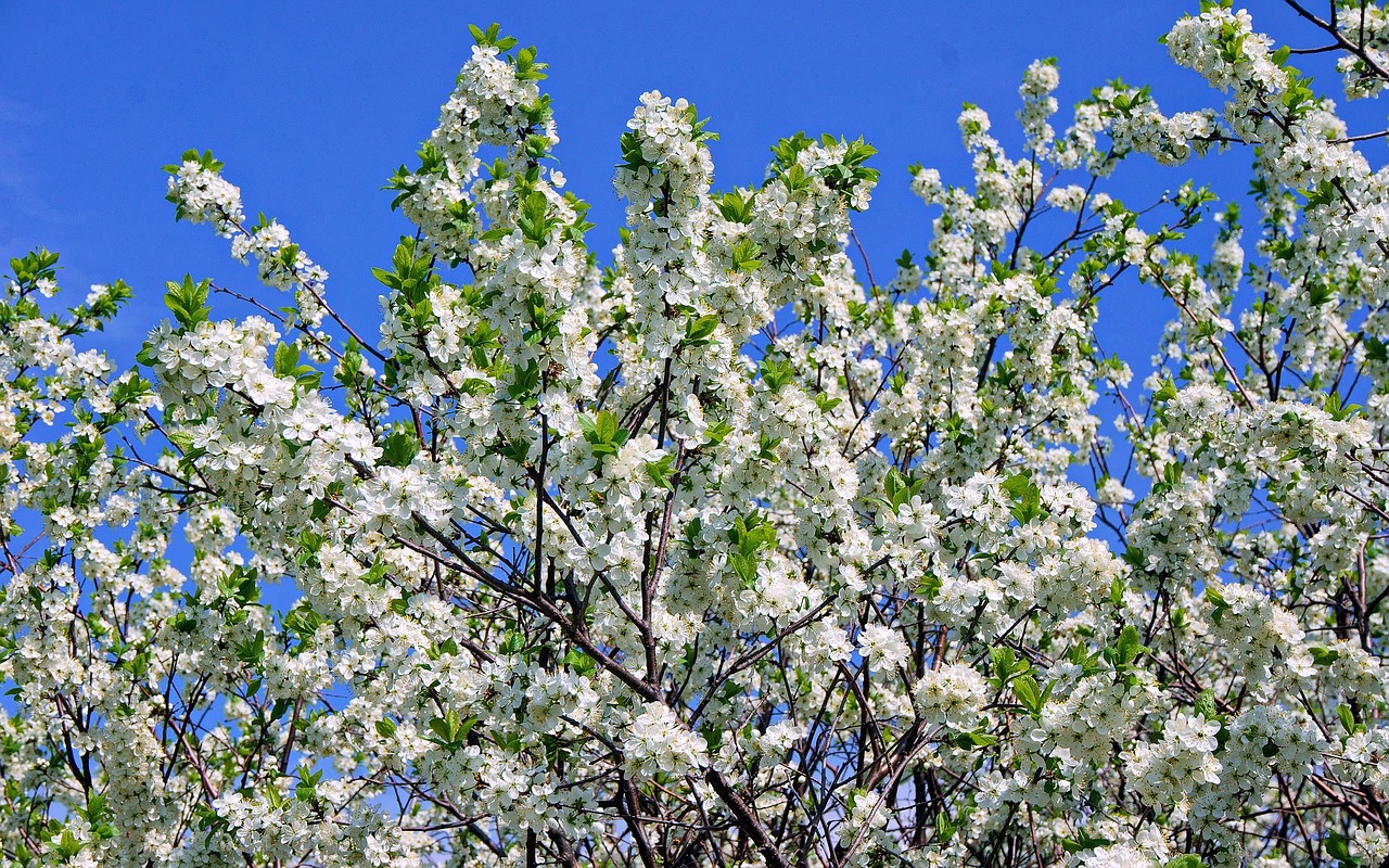 Image - spring apple tree color sky