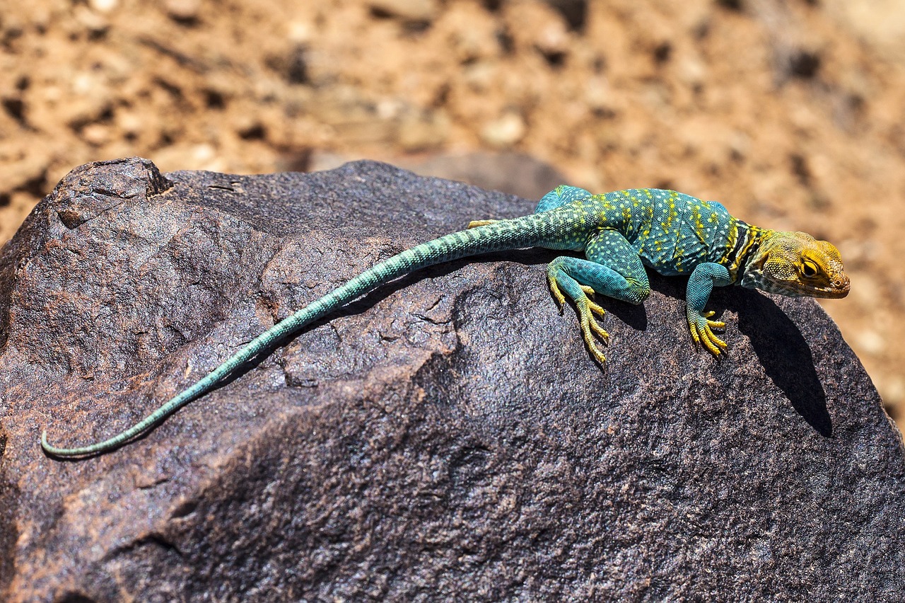 Image - collared lizard reptile portrait