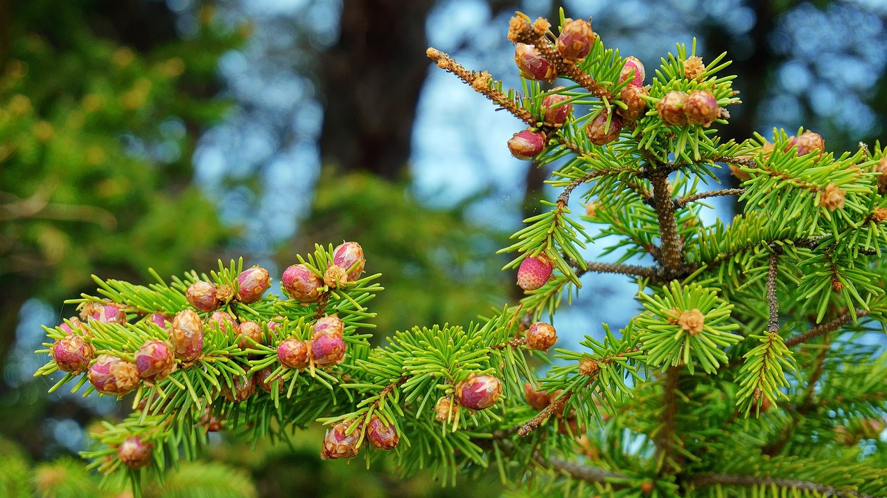 Image - spring spruce color