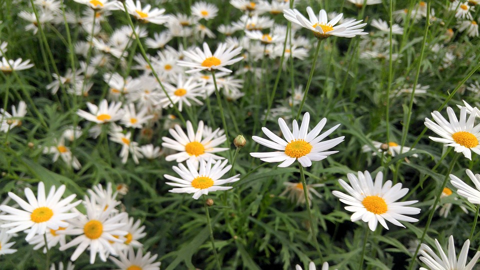 Image - flowers daisies daisy gardens