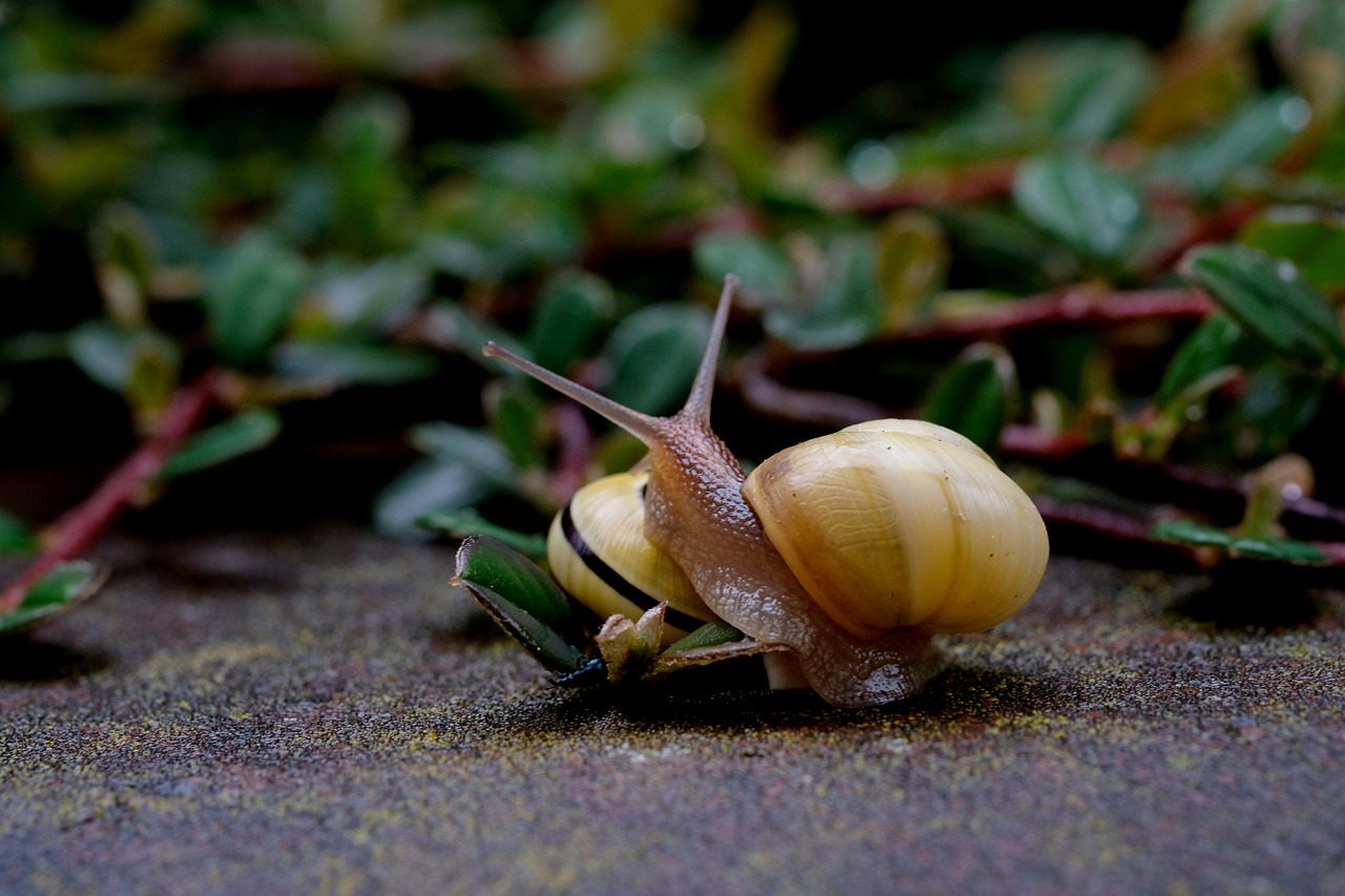 Image - snails crawl shell snail slowly