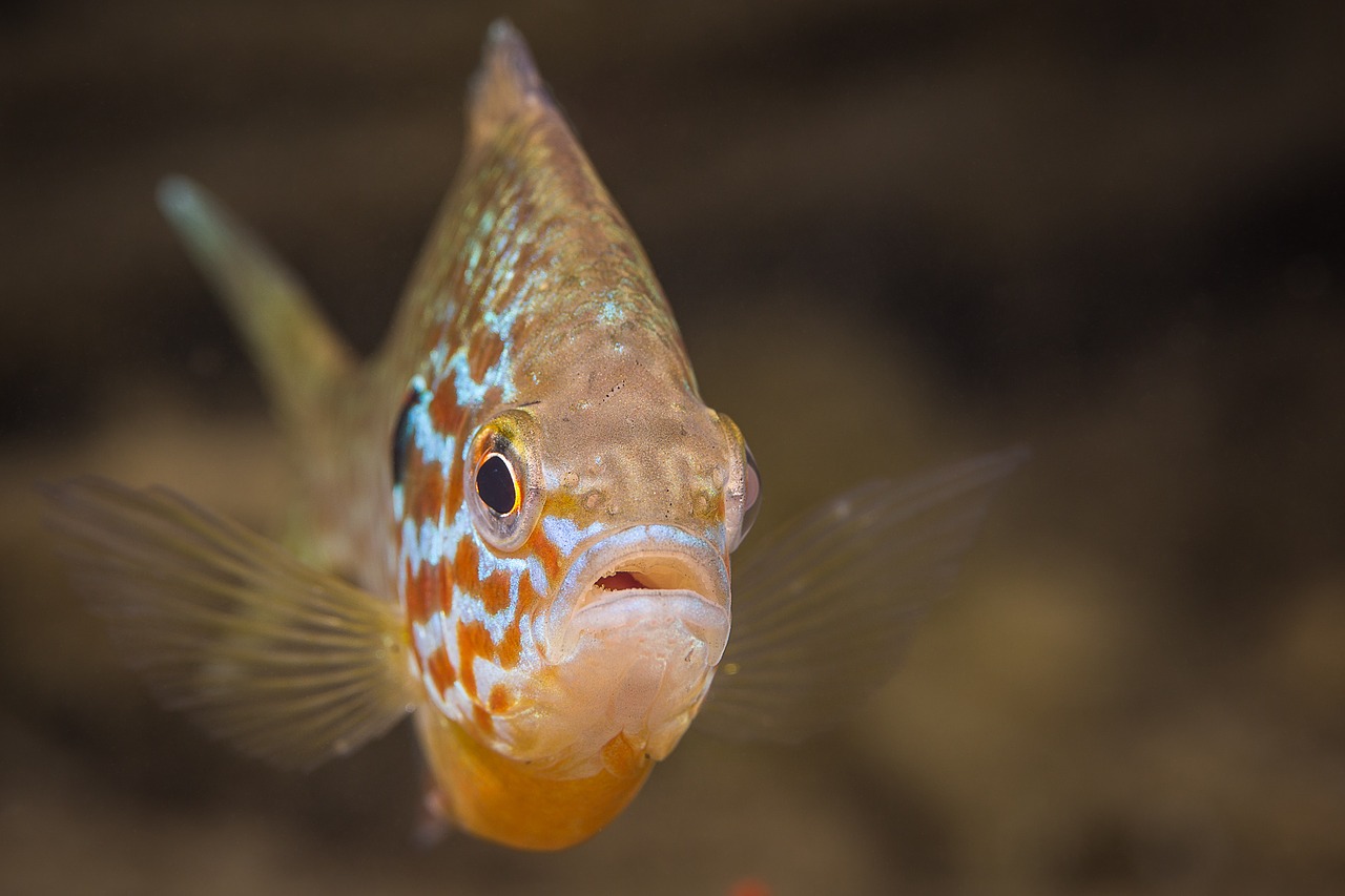 Image - gold perch fish underwater diving