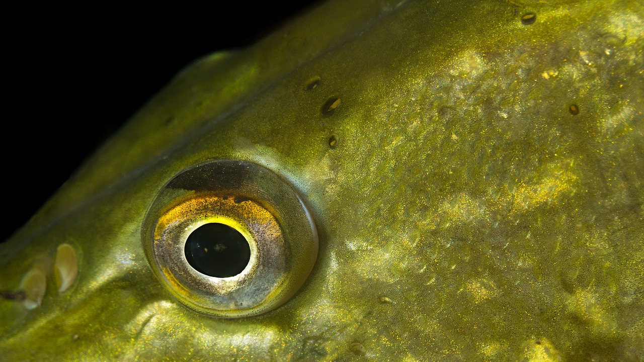 Image - pike eye pike eye diving
