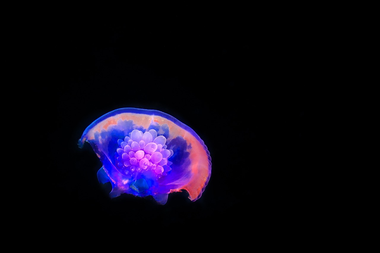 Image - jellyfish diving salt water