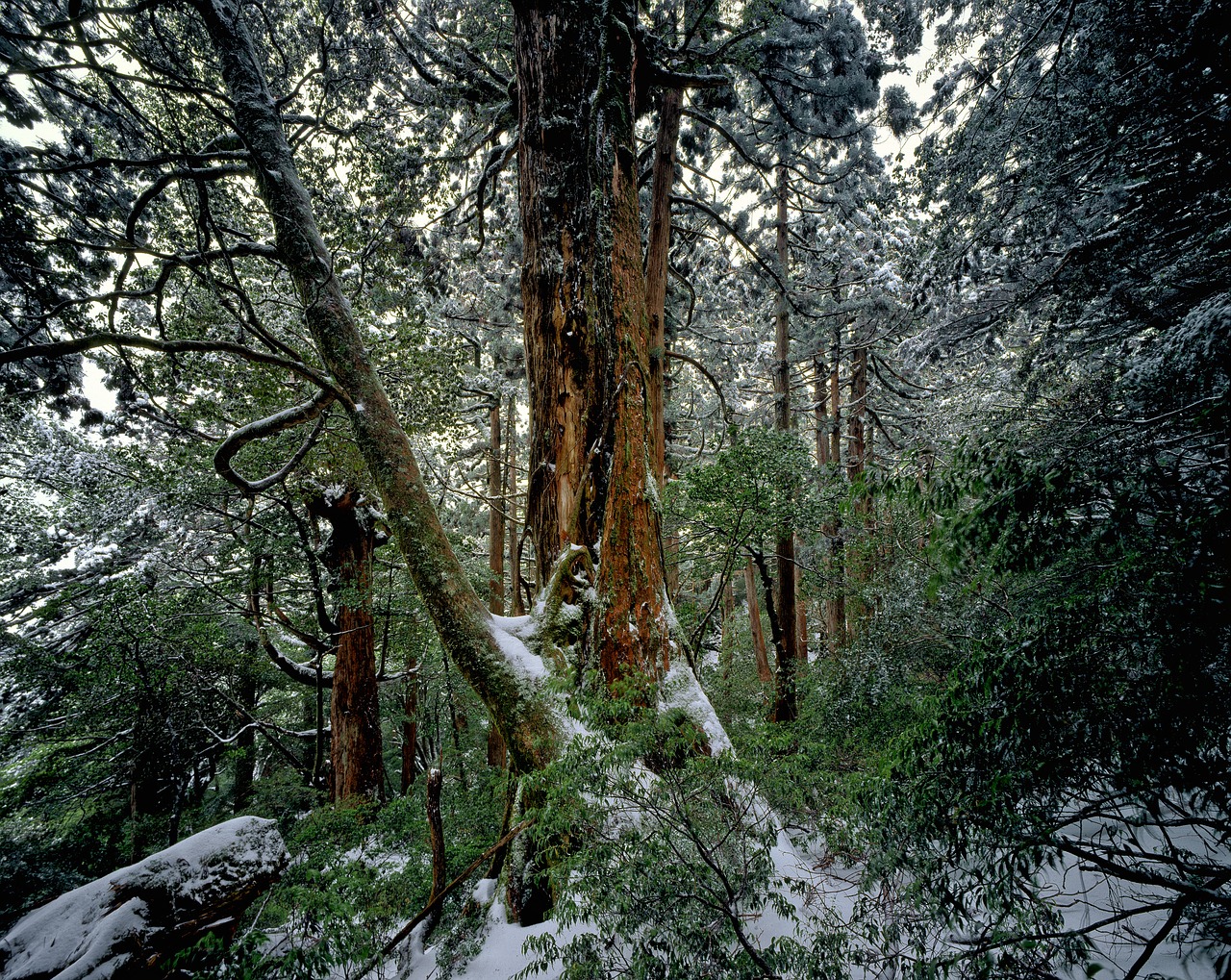 Image - cedar forest winter snow