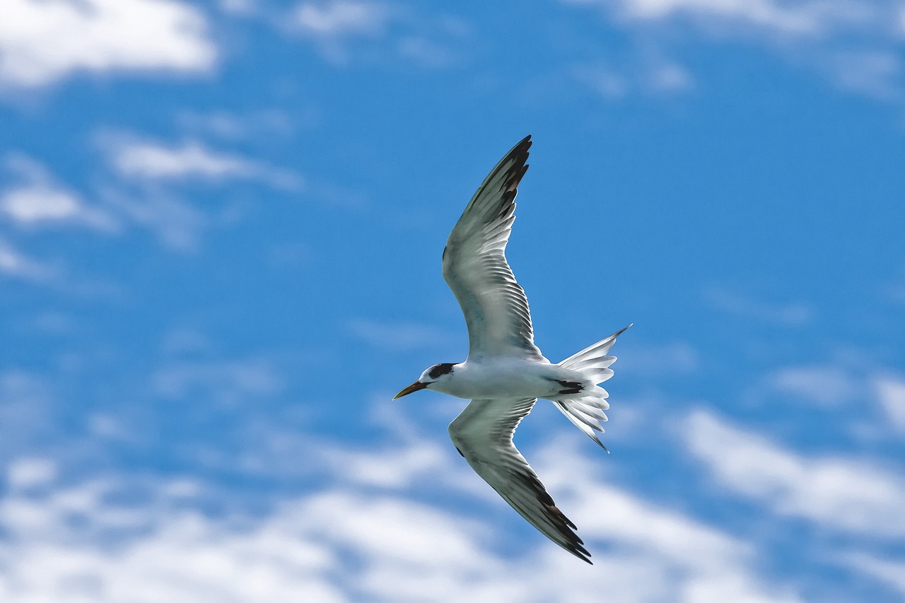 Image - bird common tern flight sky