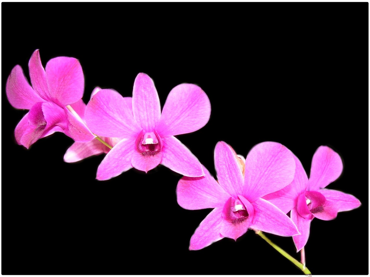 Image - orchid flower violet background