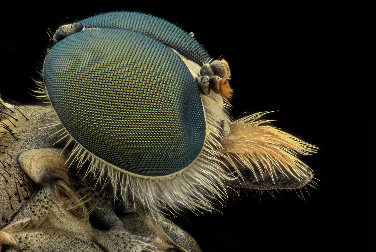 Image - bee macro insect eyes bug animal