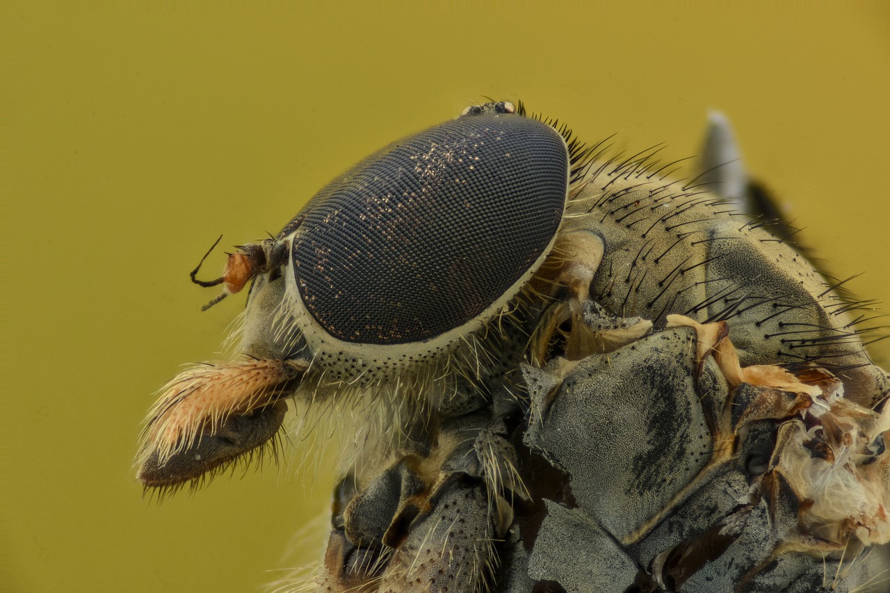 Image - insect eyes macro bug animal