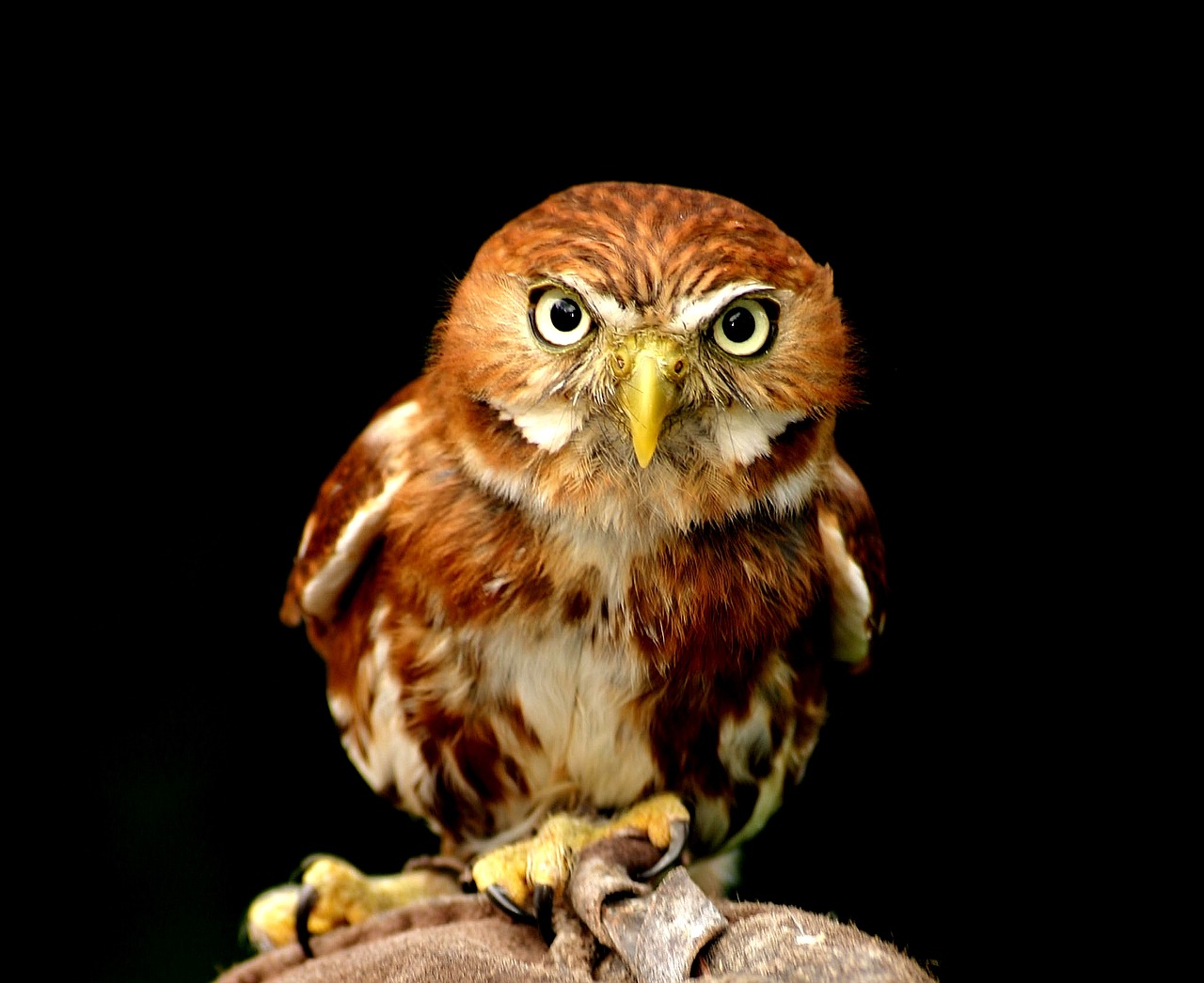 Image - owl portrait bird animal world