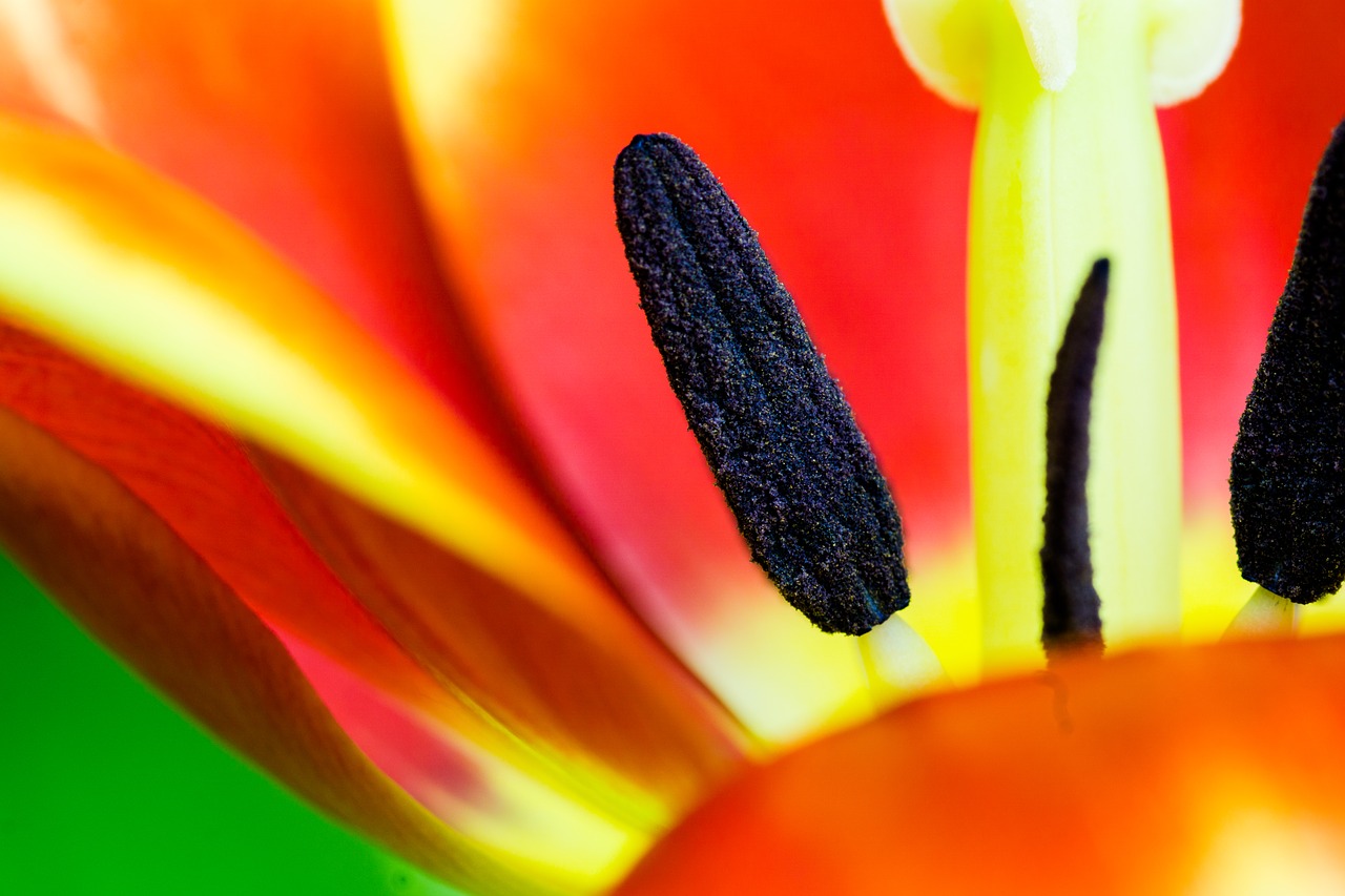 Image - tulip macro piestik sticks flower