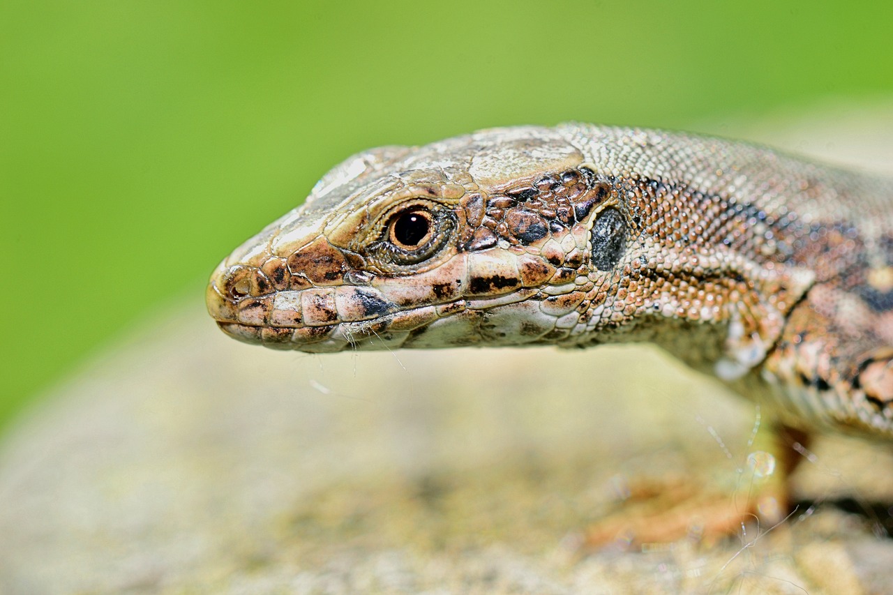 Image - nature lizard reptile animals