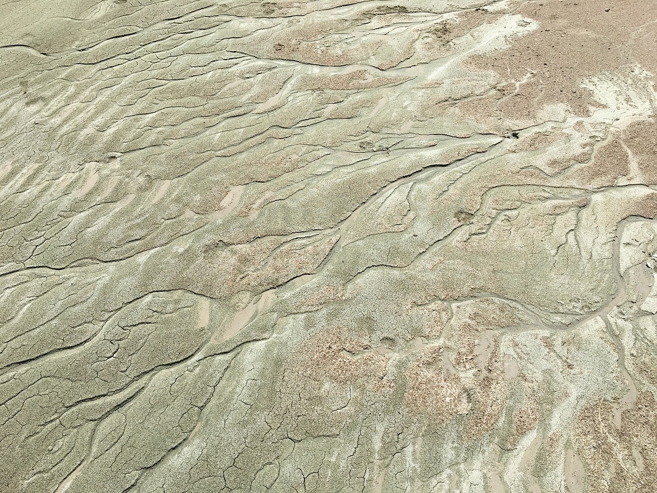 Image - sand branches tendrils algae green
