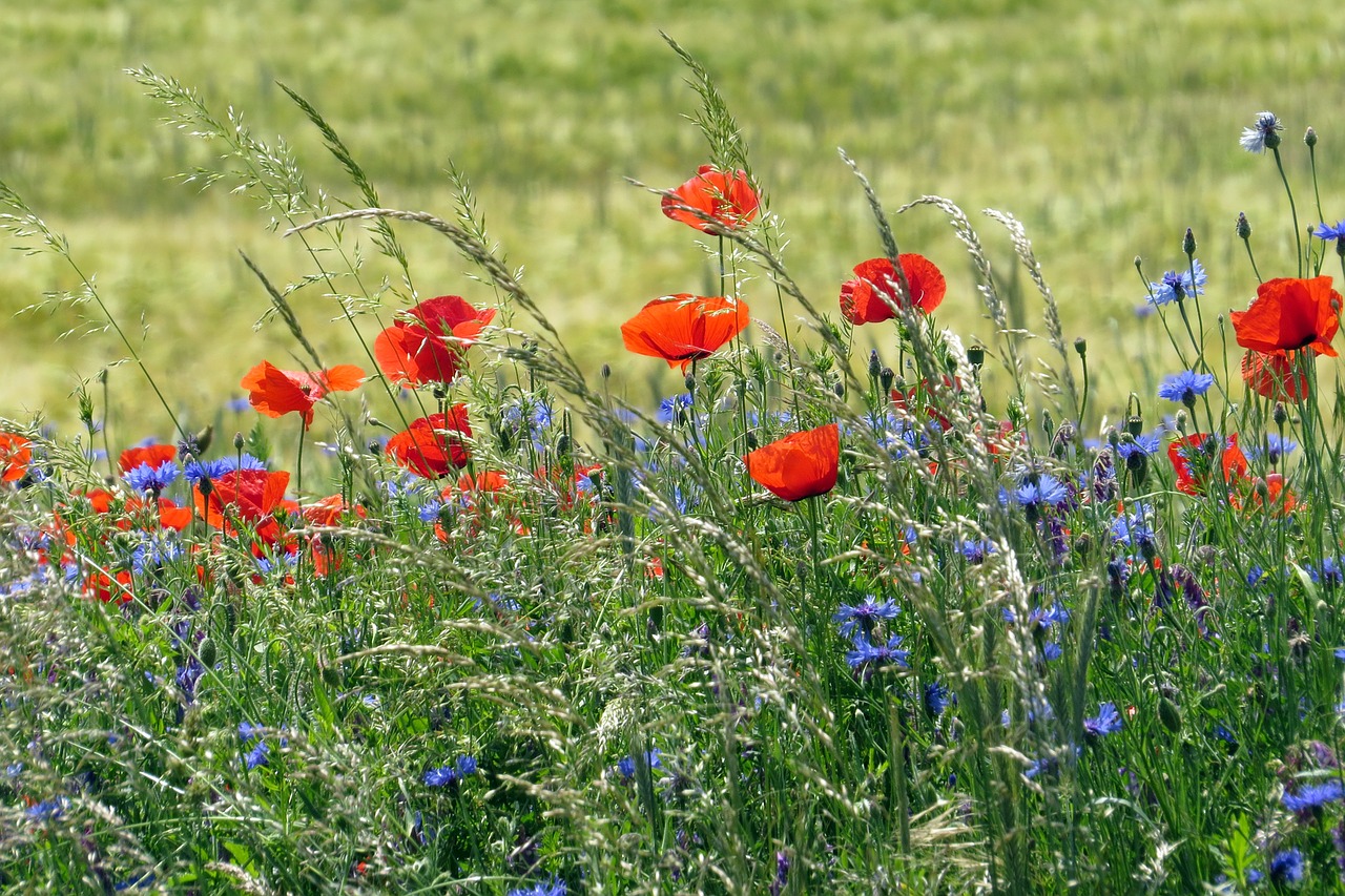 Image - poppy cornflower edge of field