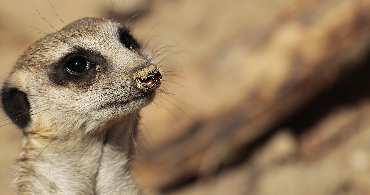 Image - meerkat animal wild animal nature