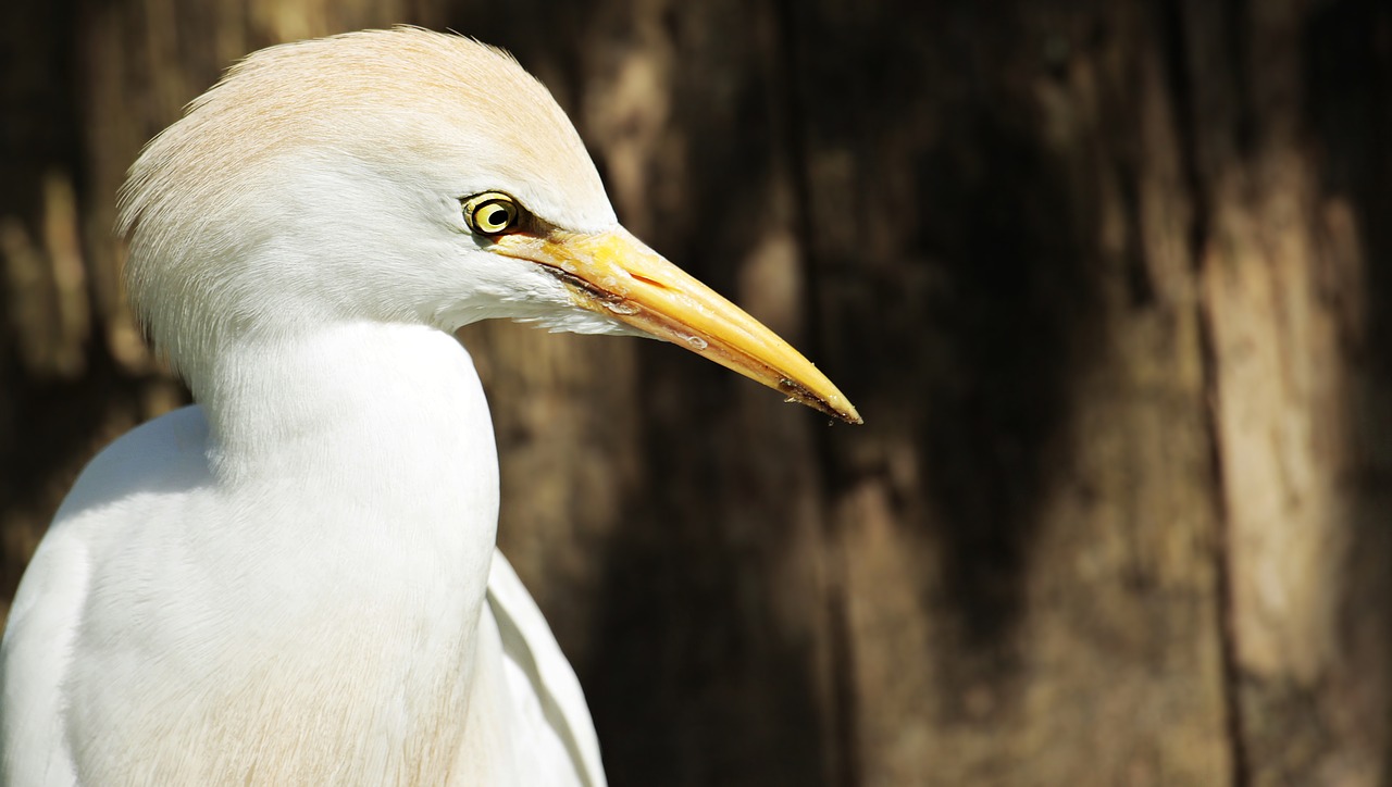 Image - egret animal bird water bird