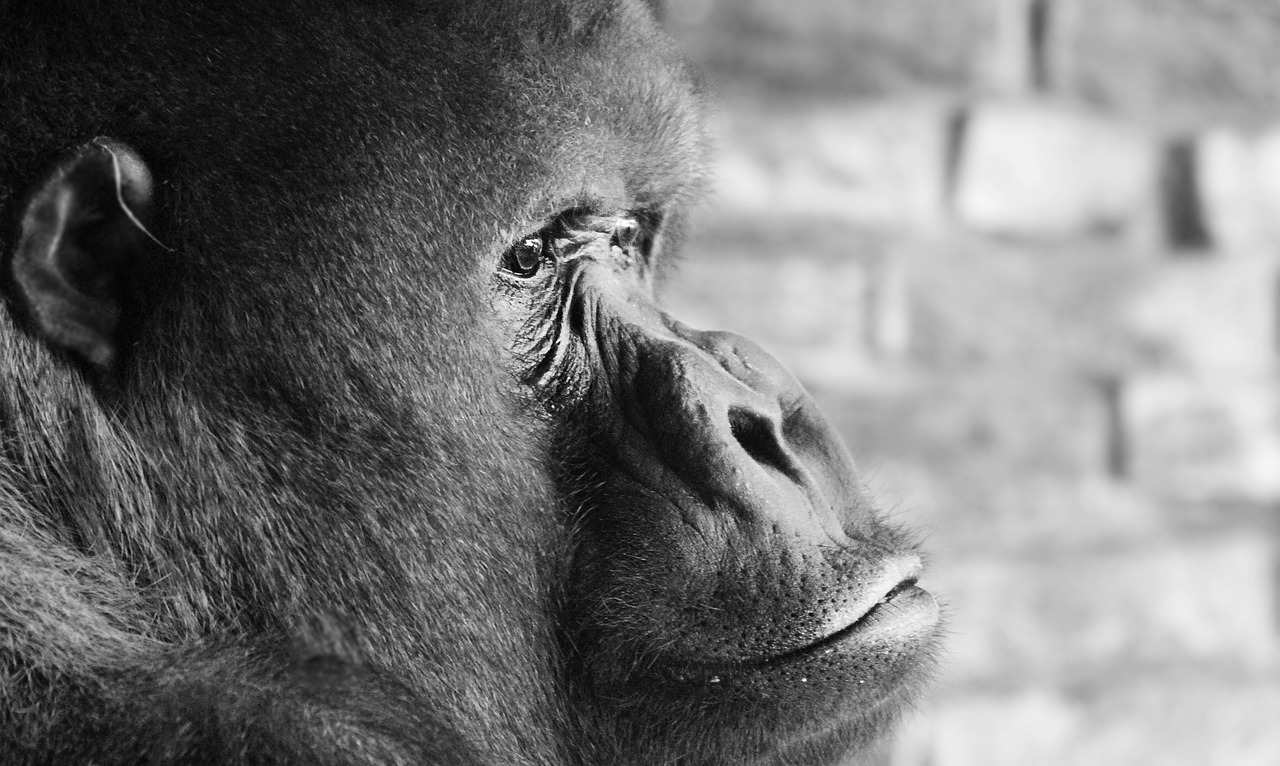 Image - gorilla silverback thinking ape