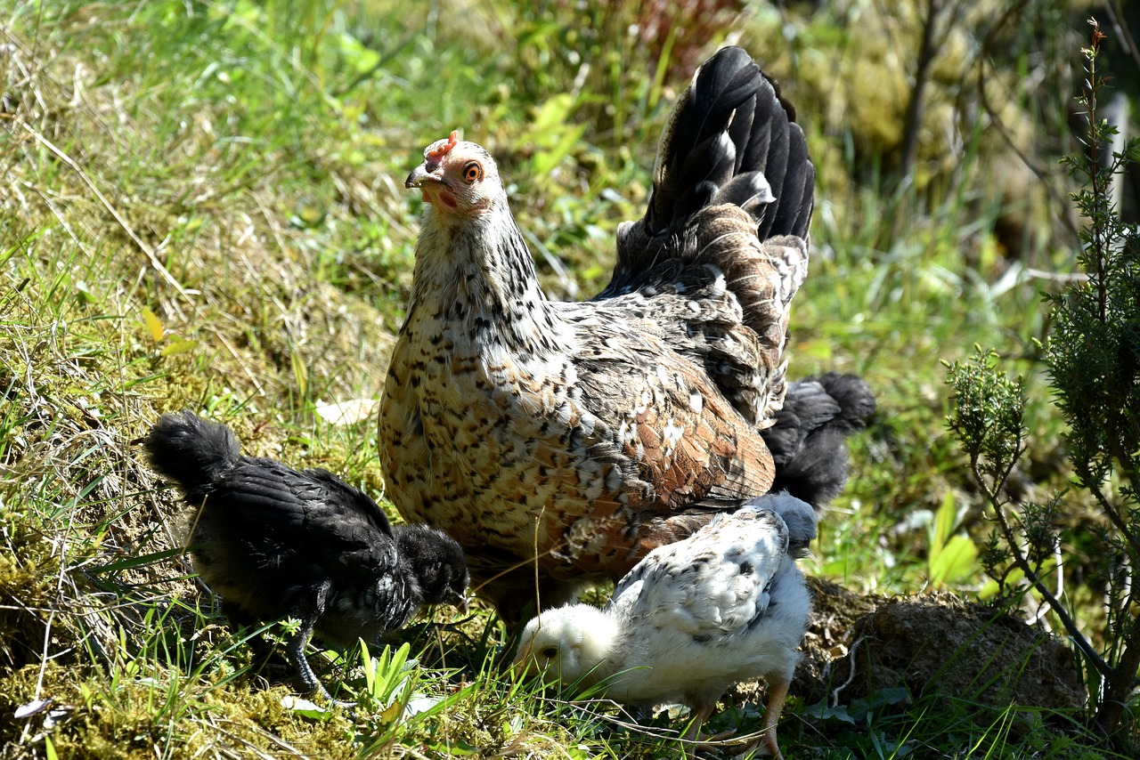 Image - the hen chicken village bird pen