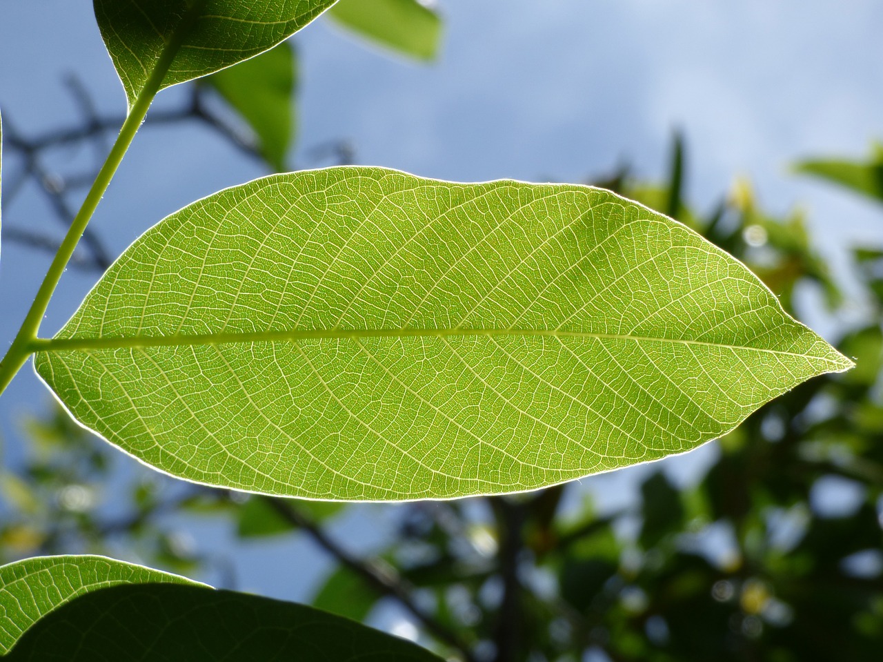 Image - leaf translucent nerves detail
