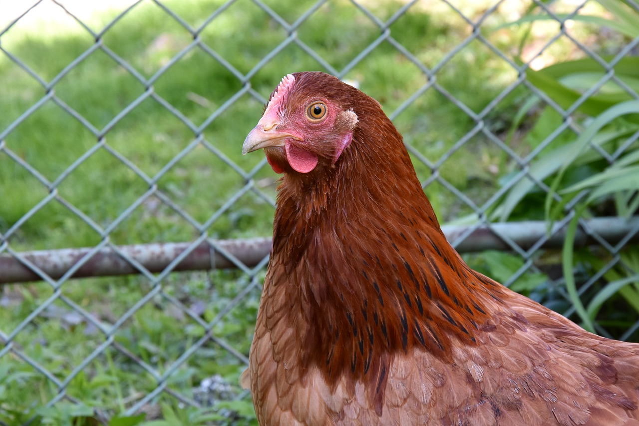 Image - the hen chicken village bird pen