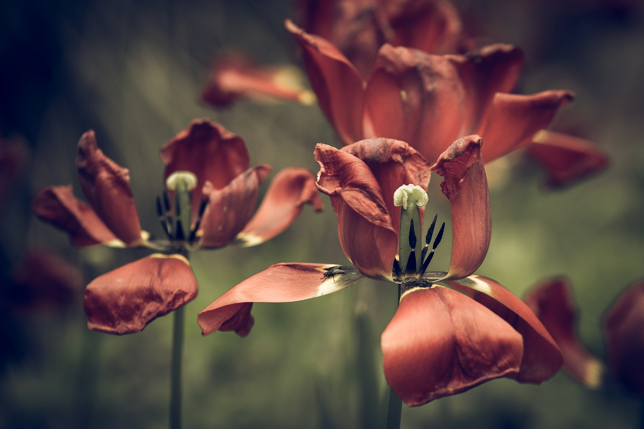 Image - vintage look tulips faded flower