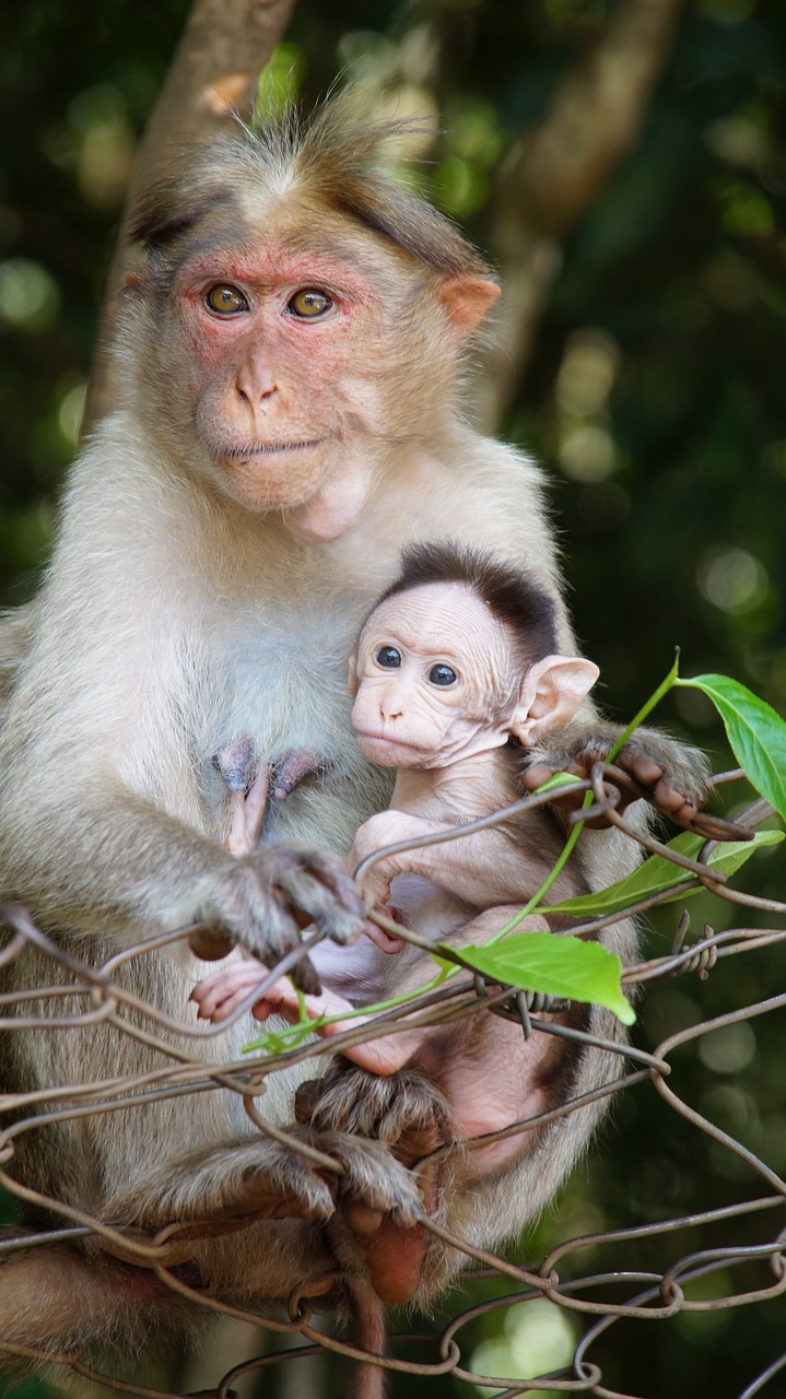 Image - motherhood monkey life animal child