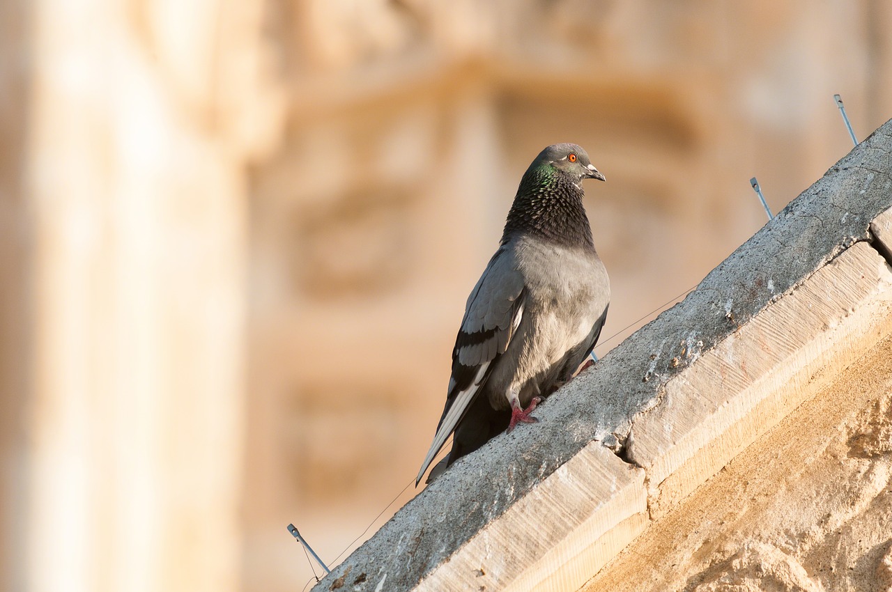 Image - pigeon dove bird building