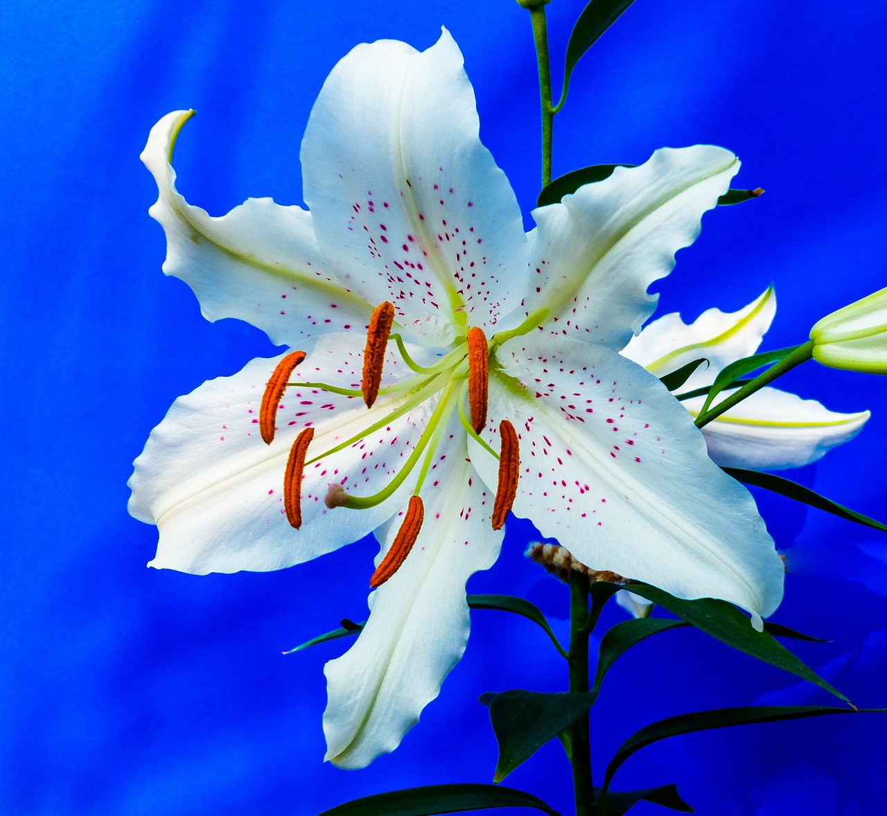 Image - lily blossom bloom flower white