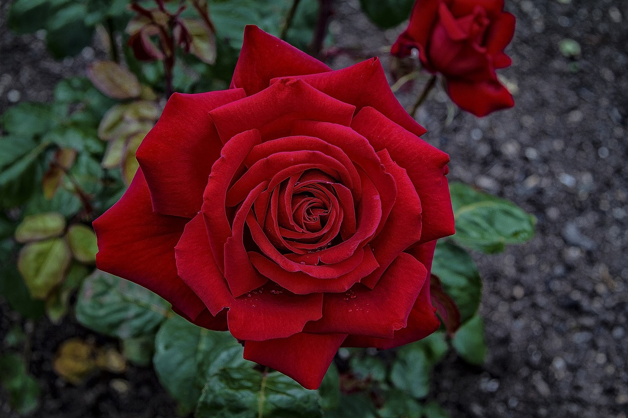 Image - rose red flower bloom blossom