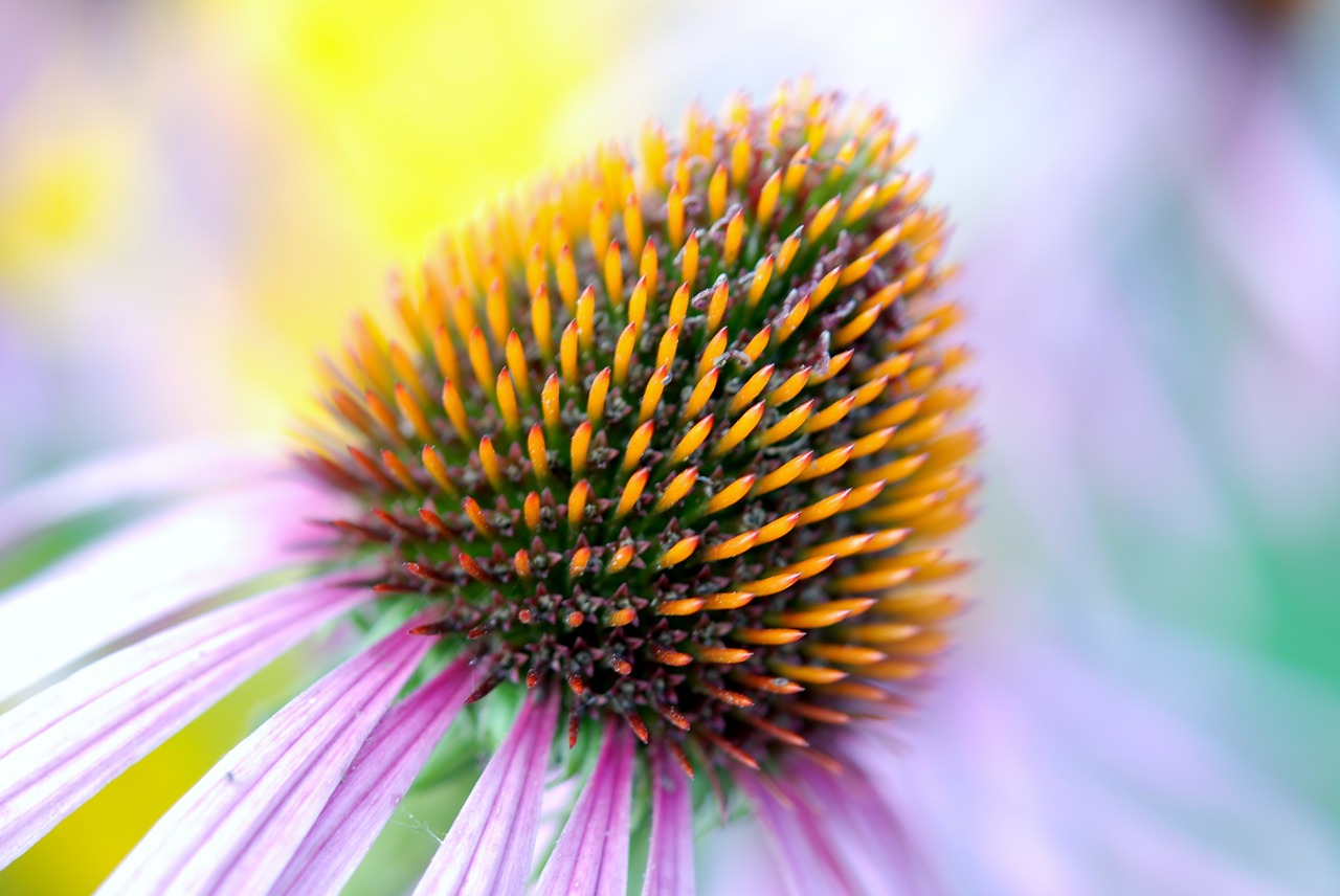 Image - bloom colorful coneflower detail