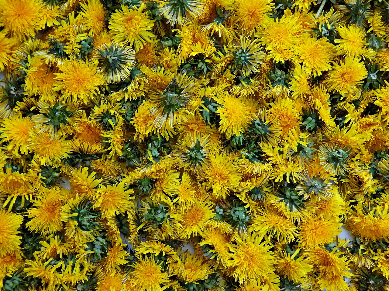 Image - dandelion flowers bloom