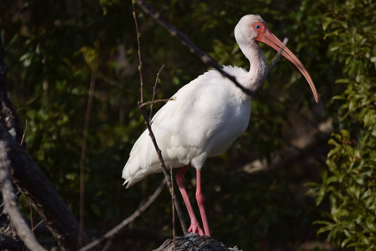 Image - ibis bird forest wildlife nature