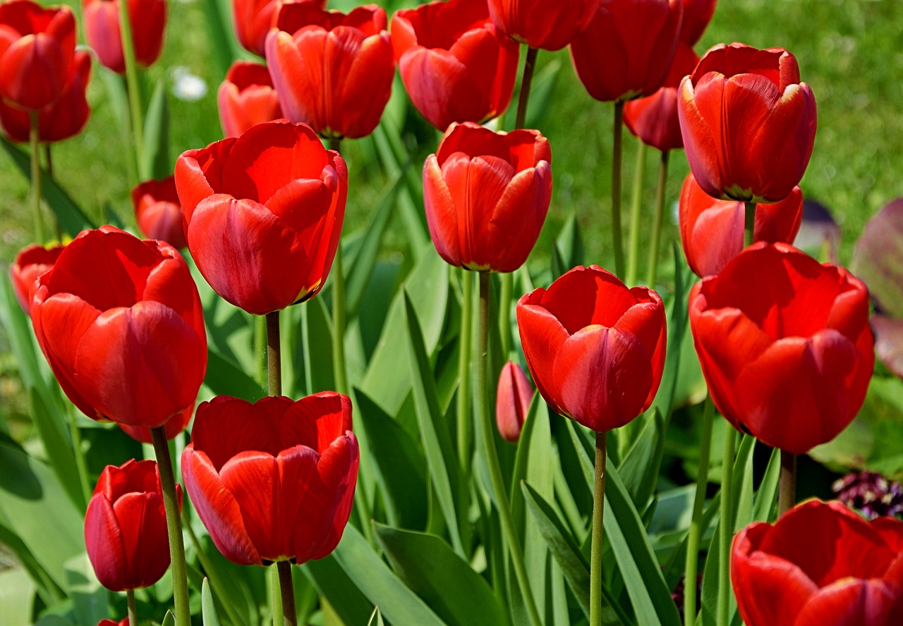 Image - tulips red outdoor in the garden