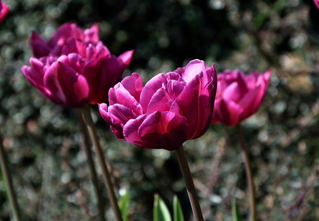 Image - tulips violet outdoor close