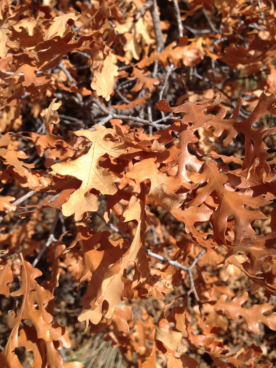 Image - autumn leaves dry fall foliage