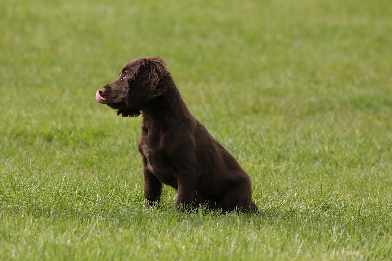 Image - puppy cocker spaniel dog pet
