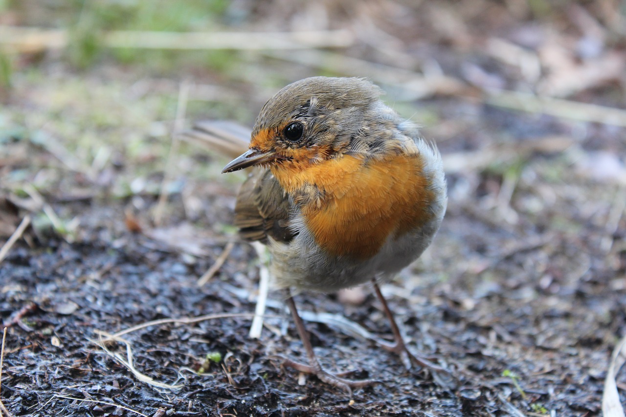 Image - robin bird spring close garden