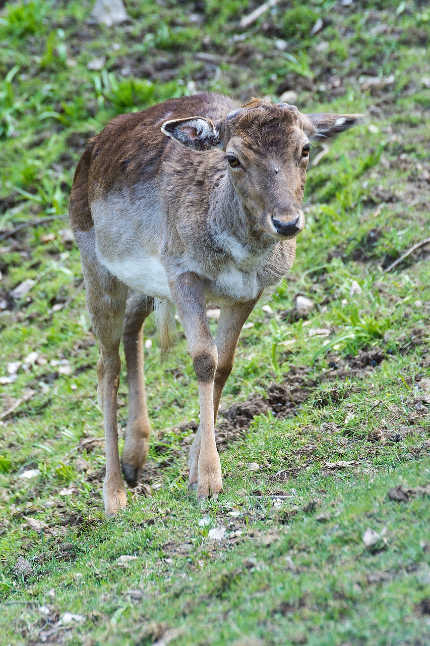 Image - roe deer forest fallow deer nature