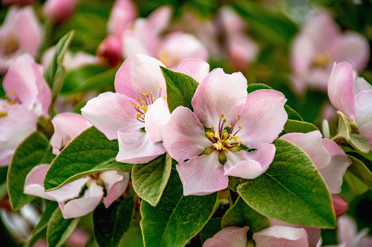 Image - quince blossom flower nature