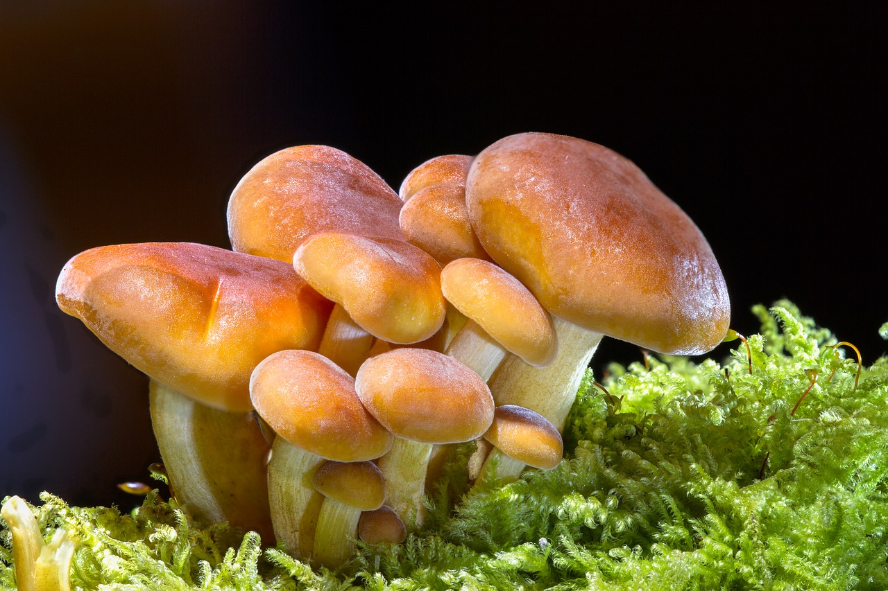 Image - mushroom wood fungus sponge