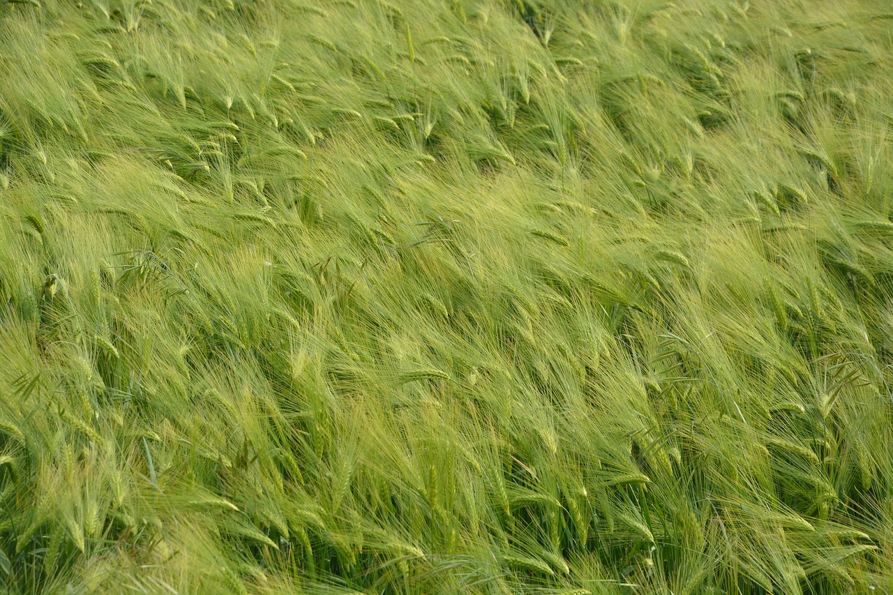 Image - wheat fields nature cultures