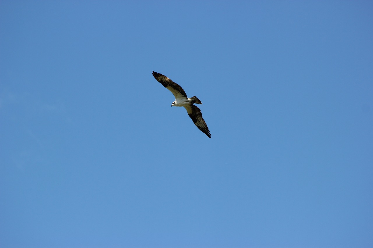 Image - osprey flight flying bird animal