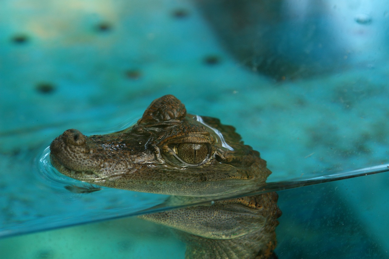 Image - crocodile cub crocodile aquarium