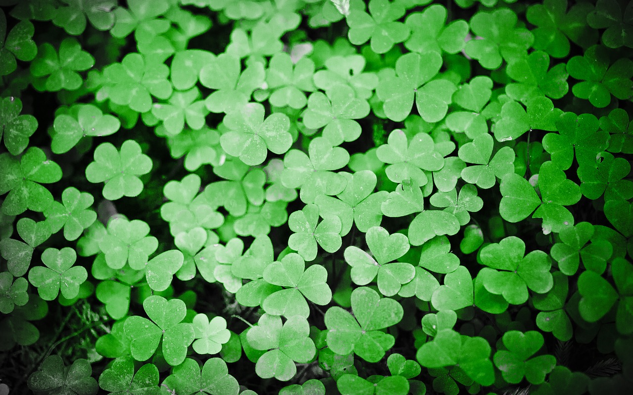 Image - clovers green plant patrick