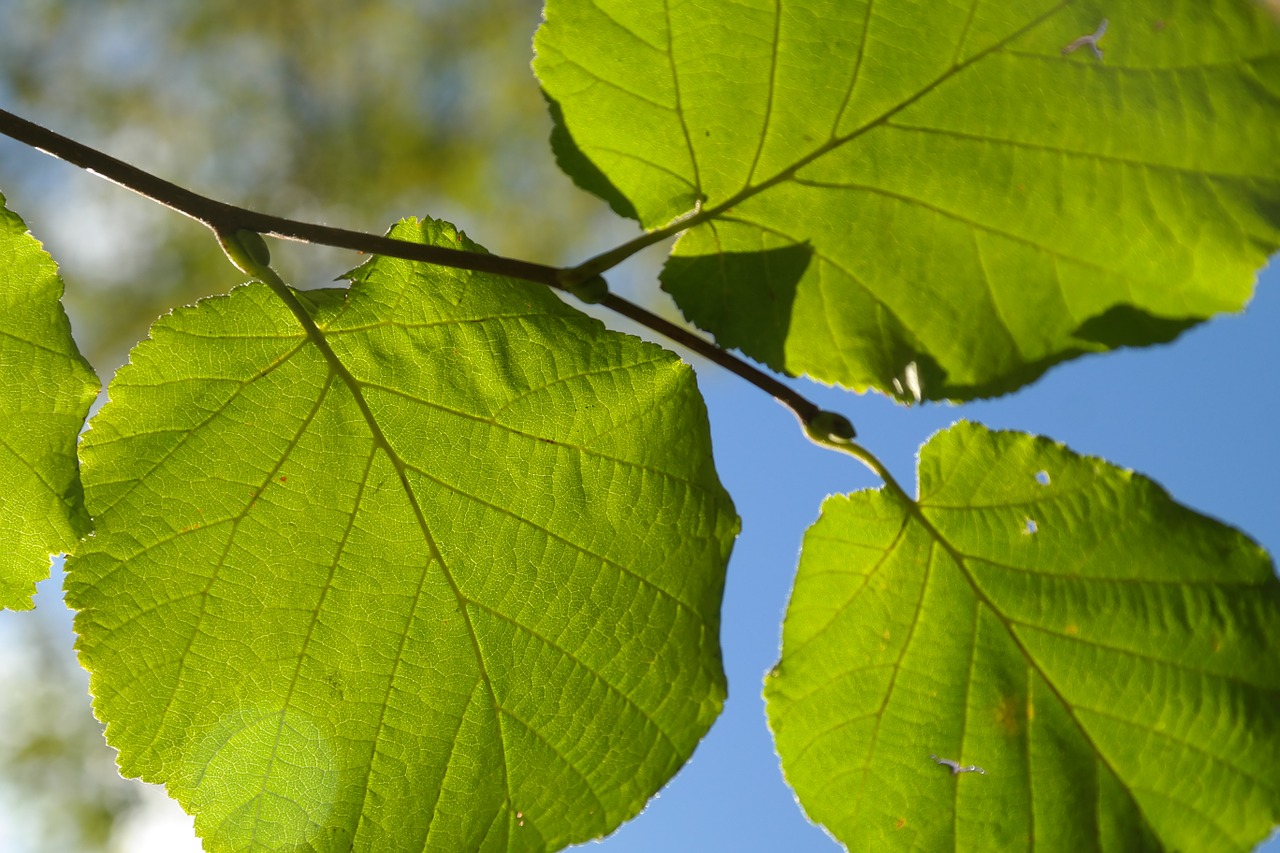 Image - leaf green branch back light