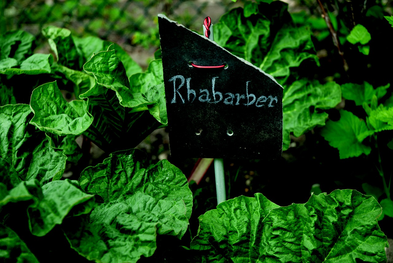 Image - rhubarb spring green plant leaf