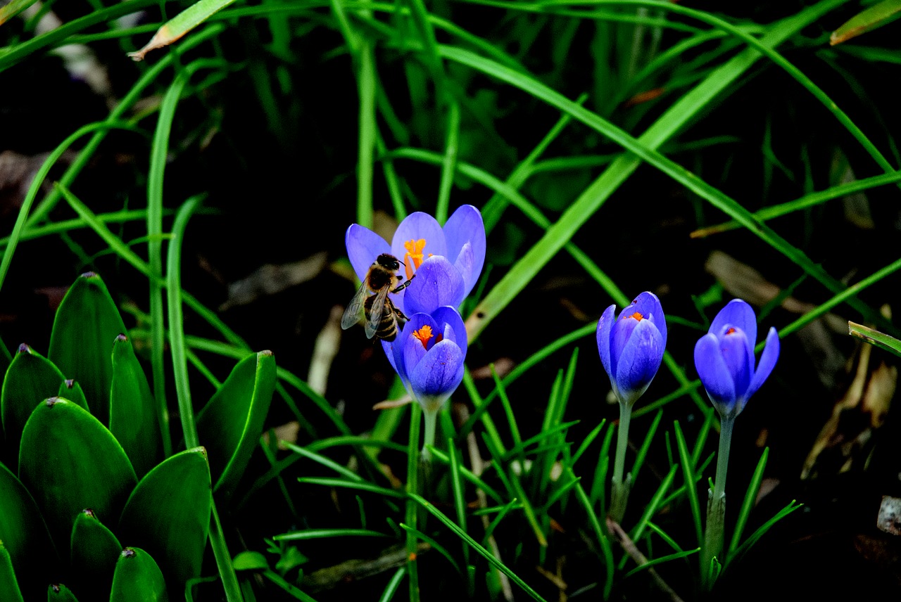 Image - bee crocus blossom bloom blue